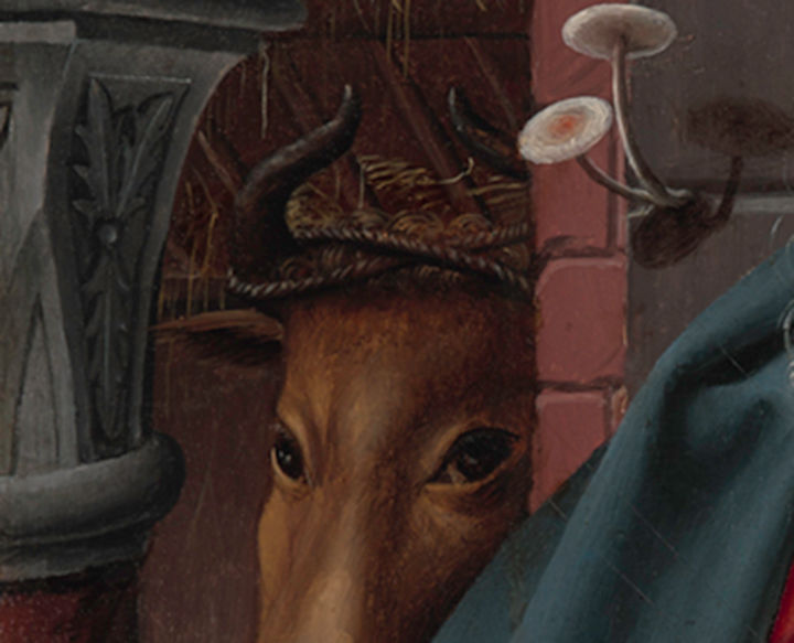 Detail of the Ox in the Metropolitan Museum of Art's Adoration of the Magi.