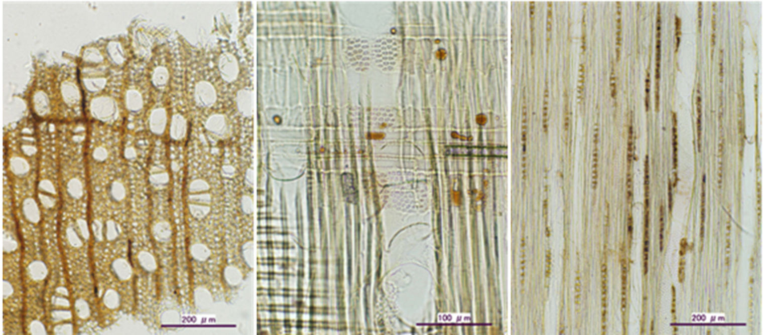 Photomicrographs of a single small wood sample from the sculpture's torso. The small size of the sample can be seen by the scale measuring in microns (one micron is one millionth of a meter). The sample was cut into three thin sections to expose the different directions of the wood grain (tangential, radial, and longitudinal), which is necessary to identify the wood. Photograph courtesy Mectilid and Itoh