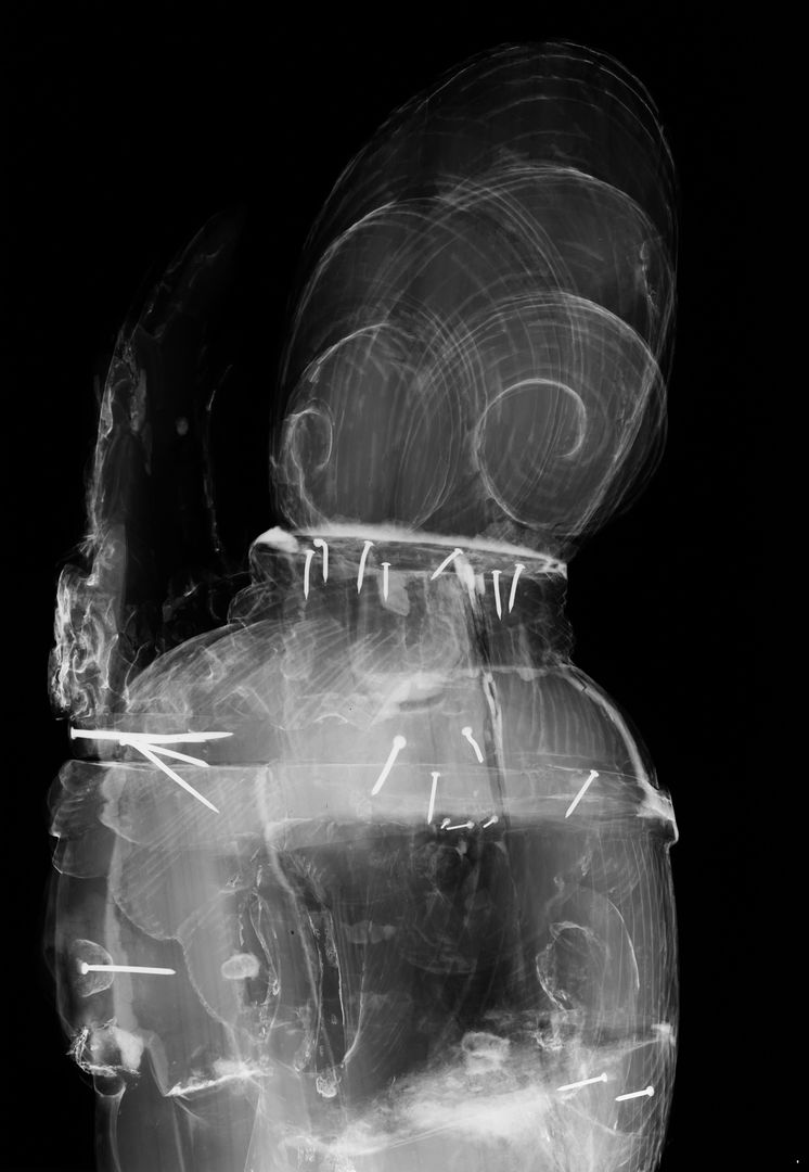 X-radiograph of the side view of the head revealing a hollowed-out chamber; the area is less dense and therefore appears darker in the image. The nails that are visible were meant to hold the smaller blocks of wood to the head and parts of the crown, which are now missing.