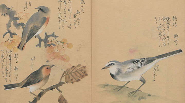 Detail of an early 19th century Japanese woodblock illustration depicting various small birds perched on branches