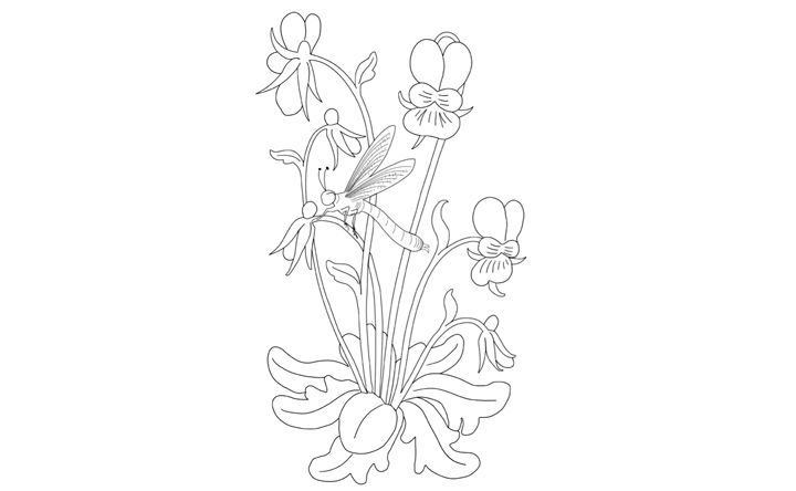 Line drawing of Irises and a dragonfly