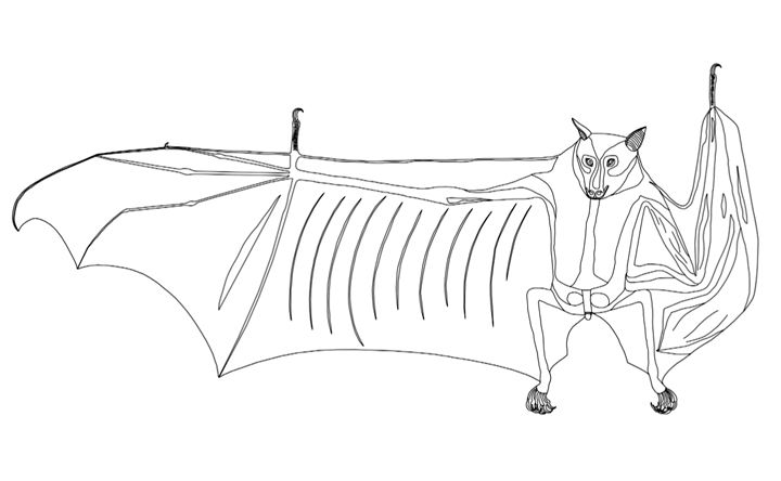 Line drawing of a fruit bat extending one wing