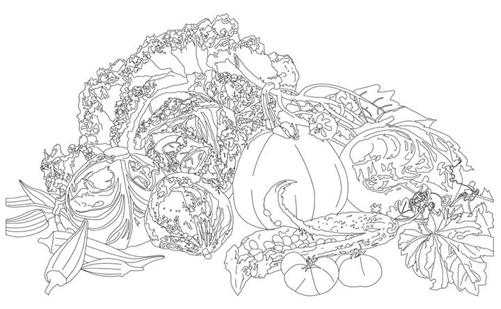 Line drawing of a still life of apples and vegetables