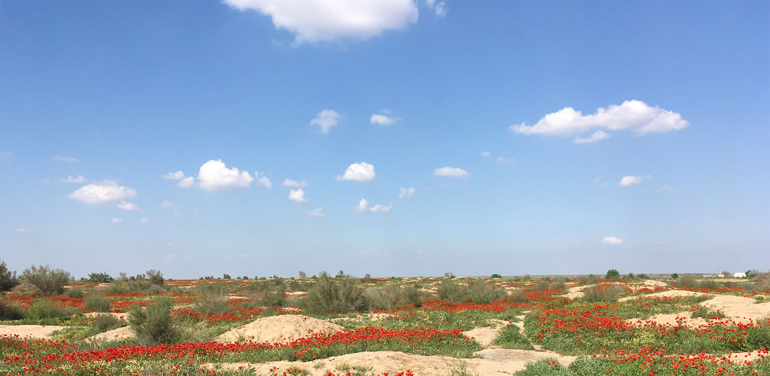 Landscape image at Nishapur against a bright blue sky. Small mounds of dirt dot the scene, surrounding by patches of red flowers.