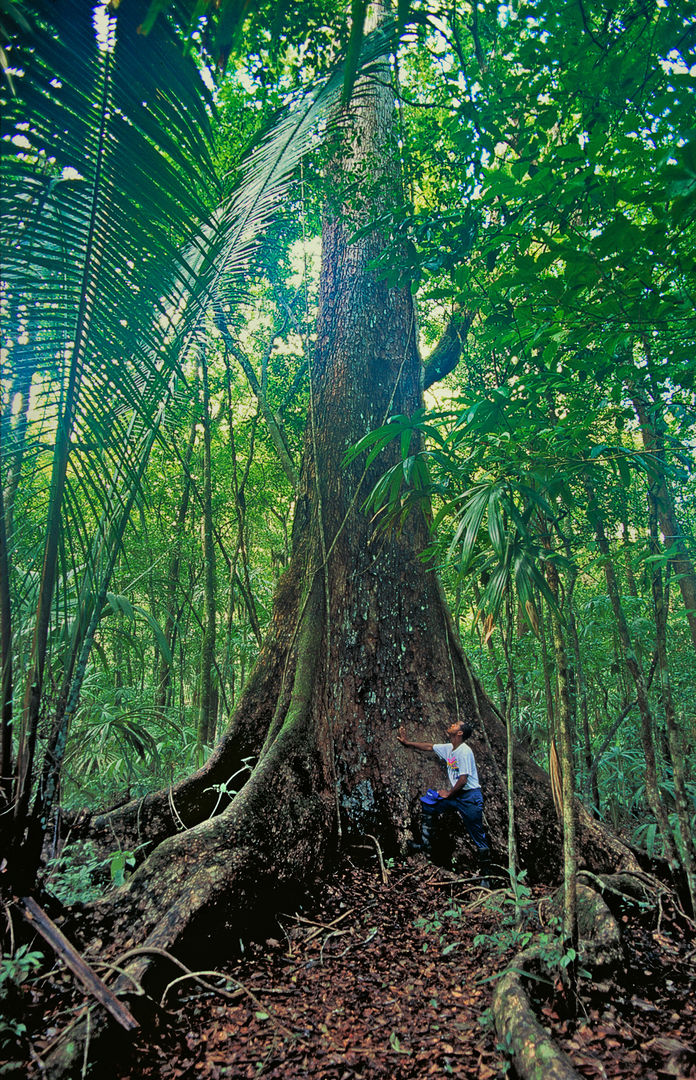 A person stands at the base of an enormous tree with protruding, winding roots. The top of the tree isn't visible; the immediate surroundings are dense with lush vegetation.